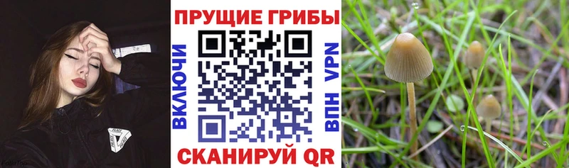 Псилоцибиновые грибы Cubensis  Полевской 